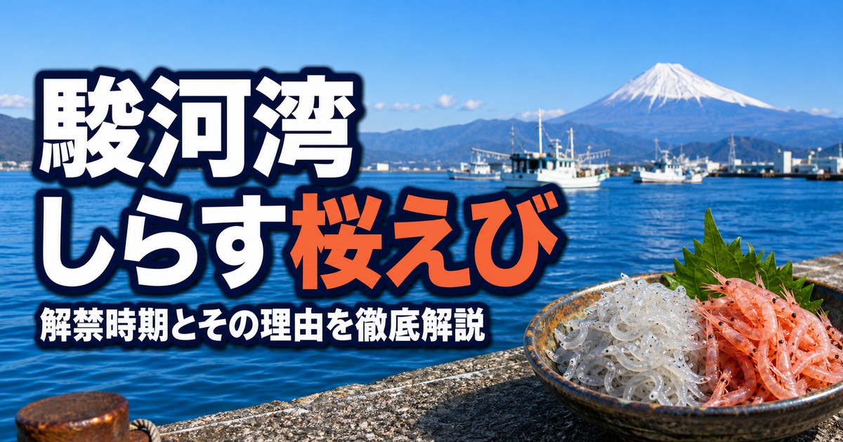 駿河湾の生しらす・桜えび漁|解禁時期とその理由を徹底解説